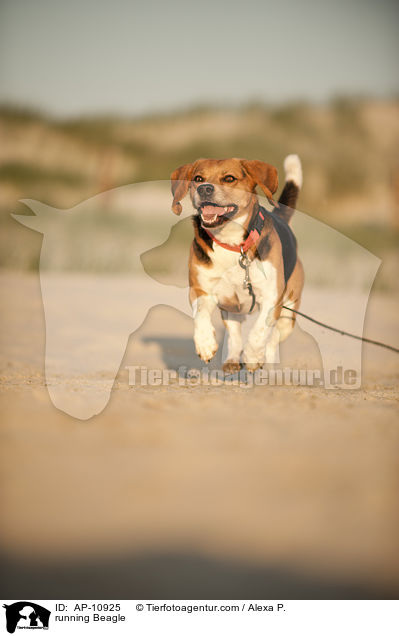 rennender Beagle / running Beagle / AP-10925