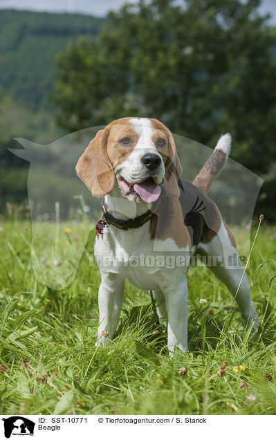 Beagle / Beagle / SST-10771