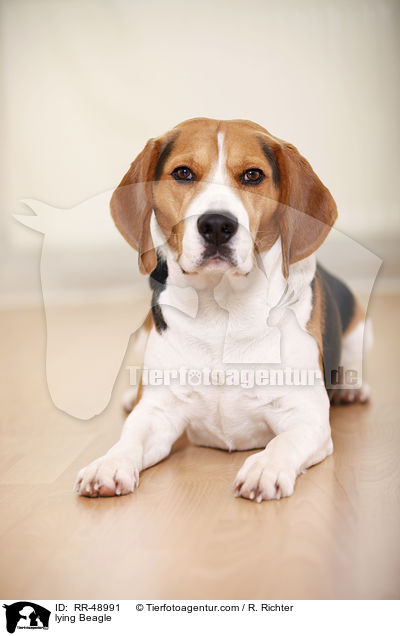 liegender Beagle / lying Beagle / RR-48991