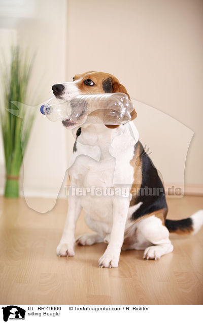 sitzender Beagle / sitting Beagle / RR-49000