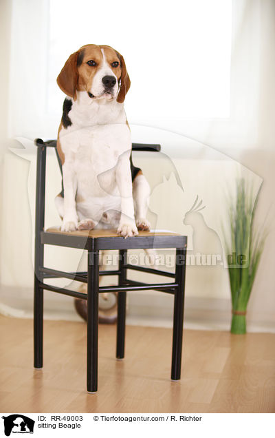 sitzender Beagle / sitting Beagle / RR-49003