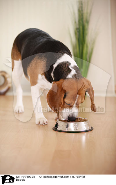 Beagle / Beagle / RR-49025