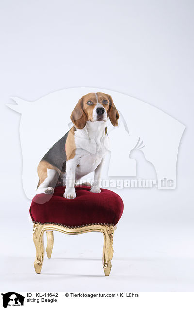 sitzender Beagle / sitting Beagle / KL-11642