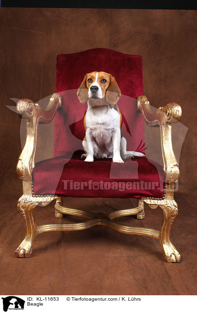 Beagle / Beagle / KL-11653