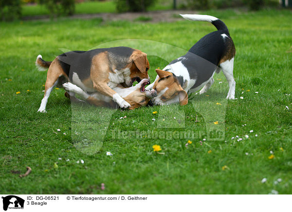3 Beagle / DG-06521