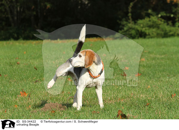 markierender Beagle / urinating Beagle / SS-34422