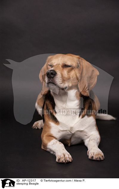 sleeping Beagle / AP-12317