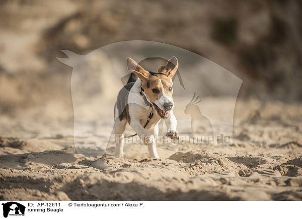 rennender Beagle / running Beagle / AP-12611