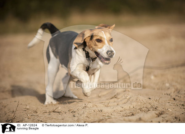 rennender Beagle / running Beagle / AP-12624