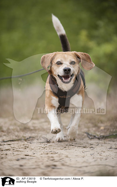 laufender Beagle / walking Beagle / AP-13619
