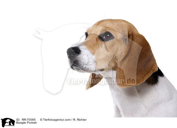 Beagle Portrait / Beagle Portrait / RR-70085