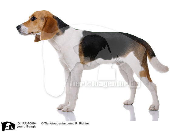 junger Beagle / young Beagle / RR-70094