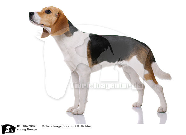 junger Beagle / young Beagle / RR-70095