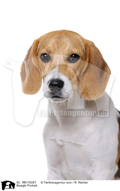 Beagle Portrait / Beagle Portrait / RR-70097