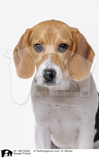 Beagle Portrait / Beagle Portrait / RR-70099