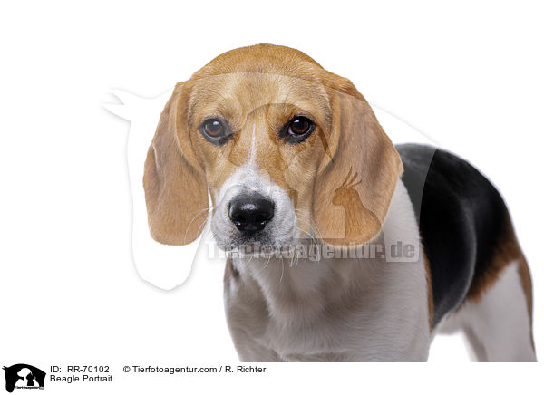 Beagle Portrait / Beagle Portrait / RR-70102
