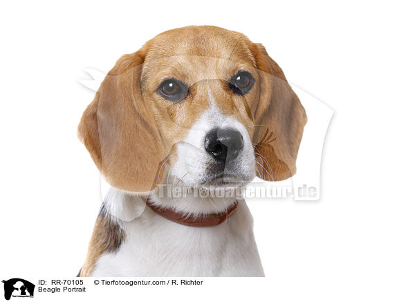 Beagle Portrait / Beagle Portrait / RR-70105