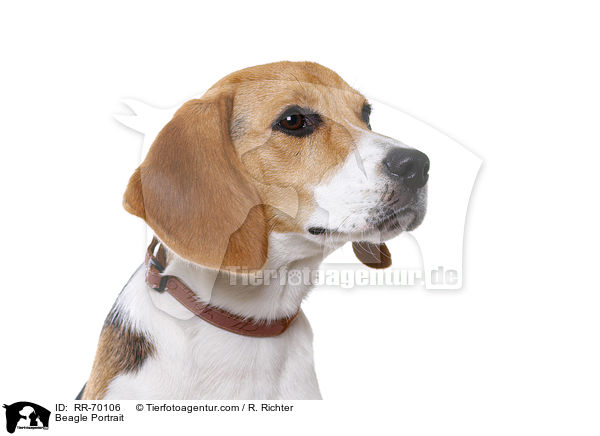 Beagle Portrait / Beagle Portrait / RR-70106