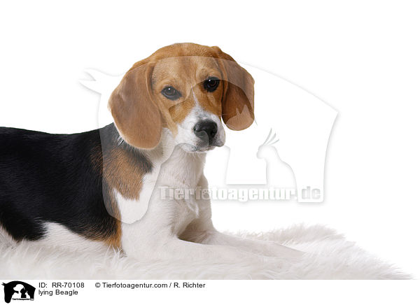 liegender Beagle / lying Beagle / RR-70108