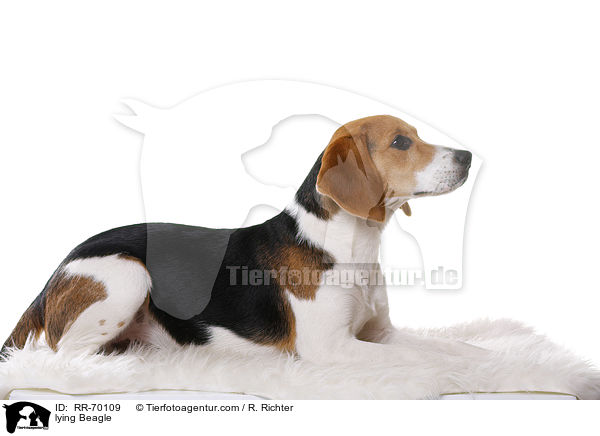 liegender Beagle / lying Beagle / RR-70109