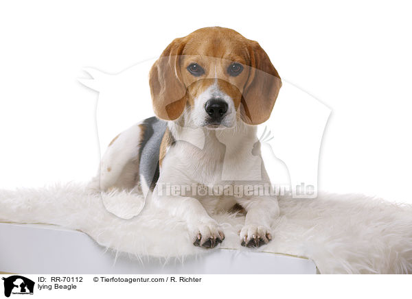 liegender Beagle / lying Beagle / RR-70112