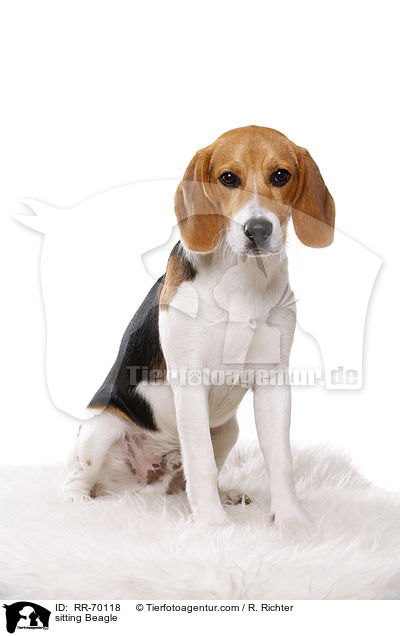 sitzender Beagle / sitting Beagle / RR-70118