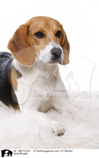 liegender Beagle / lying Beagle / RR-70122