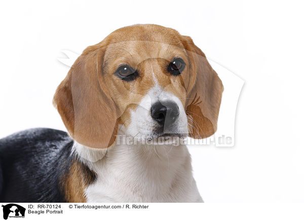 Beagle Portrait / Beagle Portrait / RR-70124