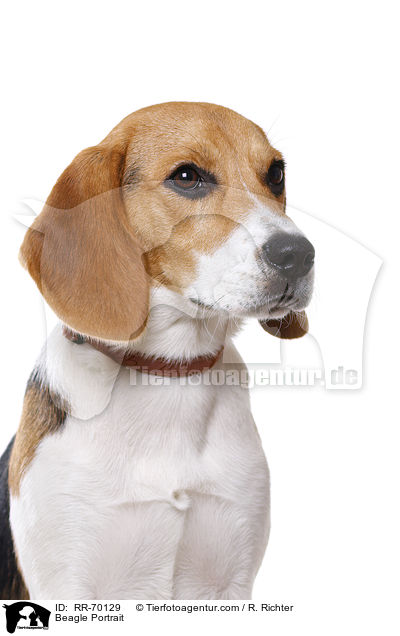 Beagle Portrait / Beagle Portrait / RR-70129