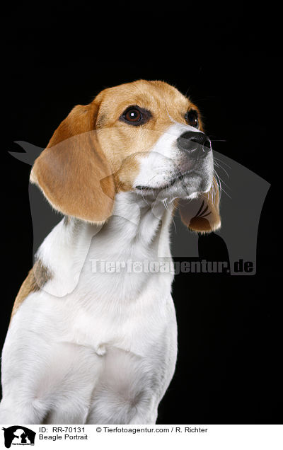 Beagle Portrait / Beagle Portrait / RR-70131