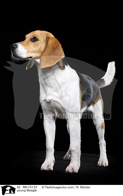 junger Beagle / young Beagle / RR-70133