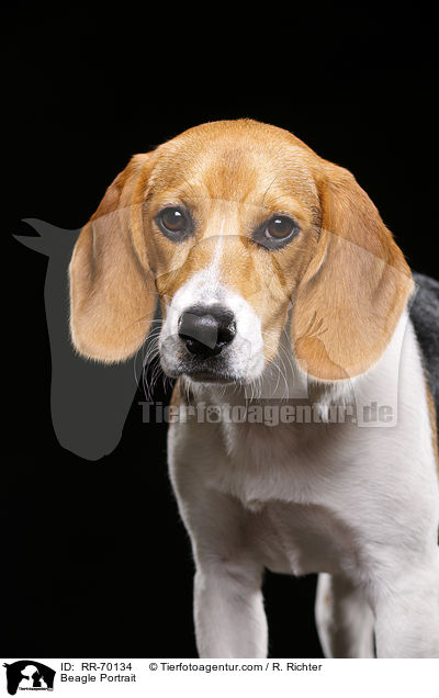 Beagle Portrait / Beagle Portrait / RR-70134