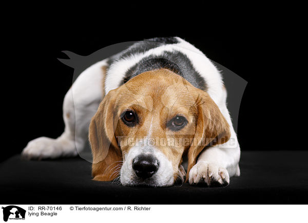 liegender Beagle / lying Beagle / RR-70146