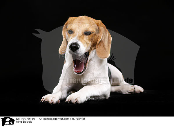 liegender Beagle / lying Beagle / RR-70160