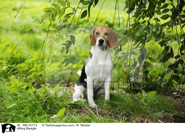 sitzender Beagle / sitting Beagle / RR-70173