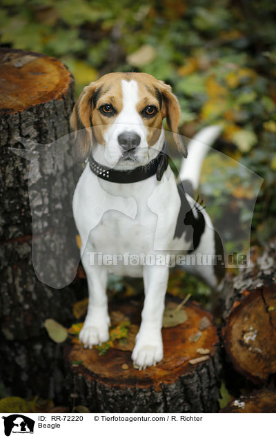 Beagle / Beagle / RR-72220