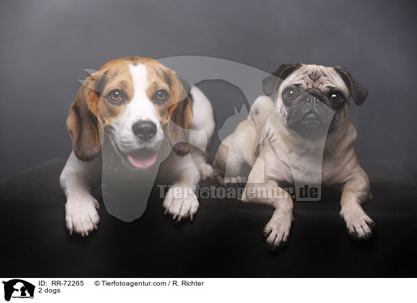 2 Hunde / 2 dogs / RR-72265