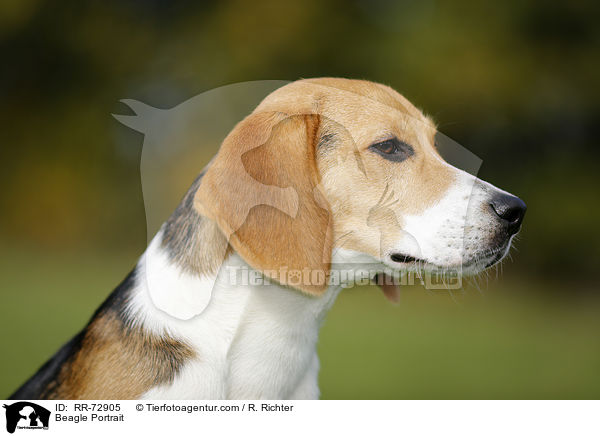 Beagle Portrait / Beagle Portrait / RR-72905