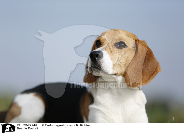 Beagle Portrait / Beagle Portrait / RR-72948