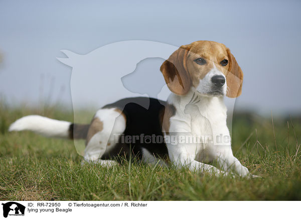 liegender junger Beagle / lying young Beagle / RR-72950
