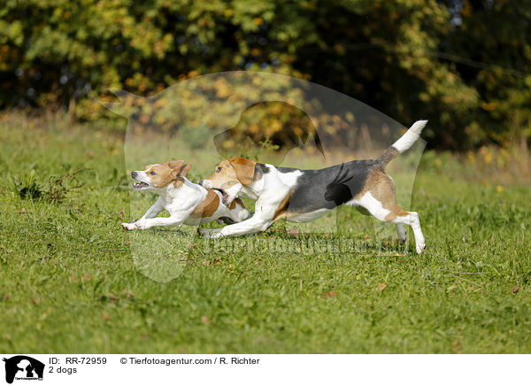 2 Hunde / 2 dogs / RR-72959