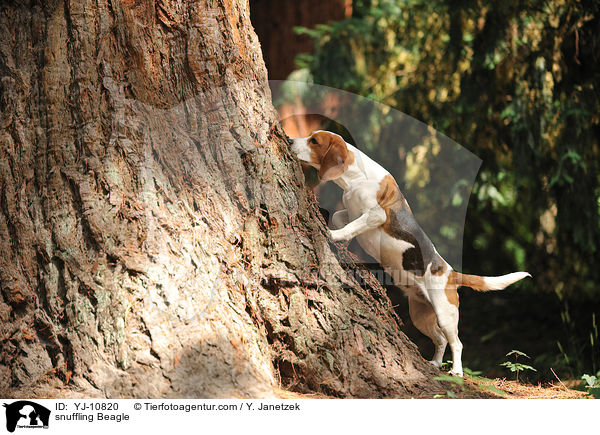 schnuppernder Beagle / snuffling Beagle / YJ-10820