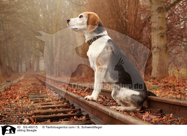 sitzender Beagle / sitting Beagle / SS-46015