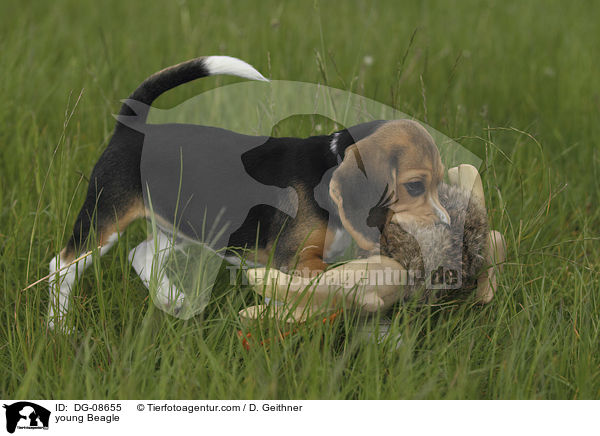 young Beagle / DG-08655
