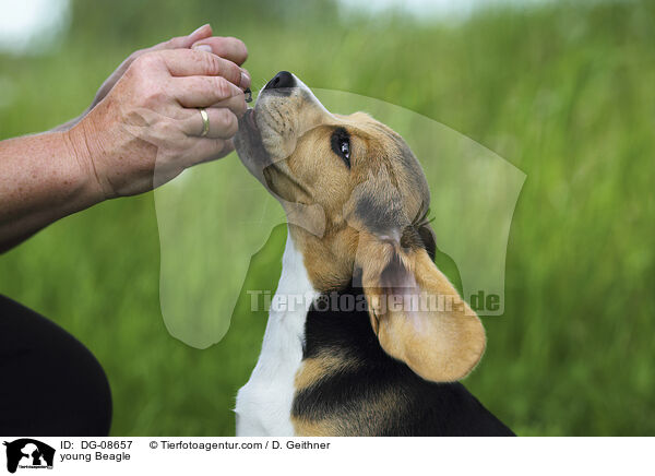 junger Beagle / young Beagle / DG-08657