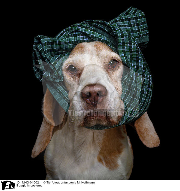 Beagle im Kostm / Beagle in costume / MHO-01002