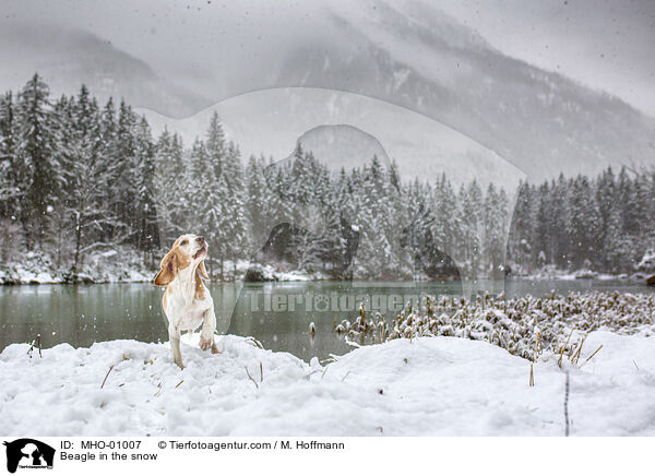 Beagle in the snow / MHO-01007