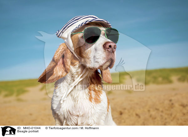 Beagle Portrait / Beagle portrait / MHO-01044