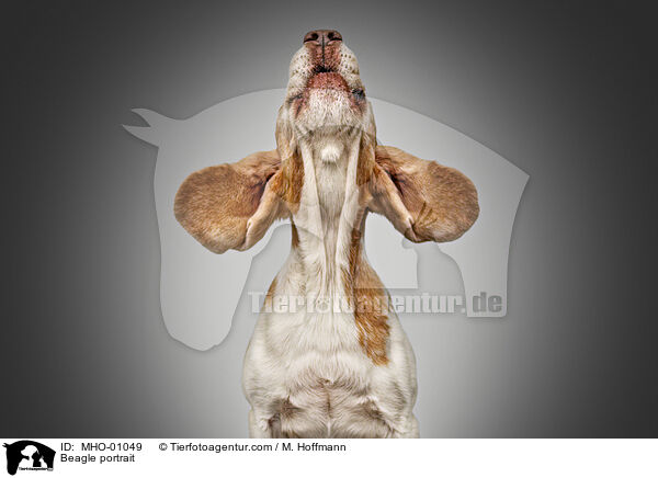 Beagle Portrait / Beagle portrait / MHO-01049