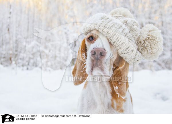 Beagle portrait / MHO-01065